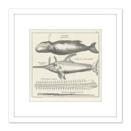Artery8 Spyck Sperm Whale Sawfish Nature Study Drawing 8X8 Inch Square Wooden Framed Wall Art Print Picture with Mount in White - thumbnail 1