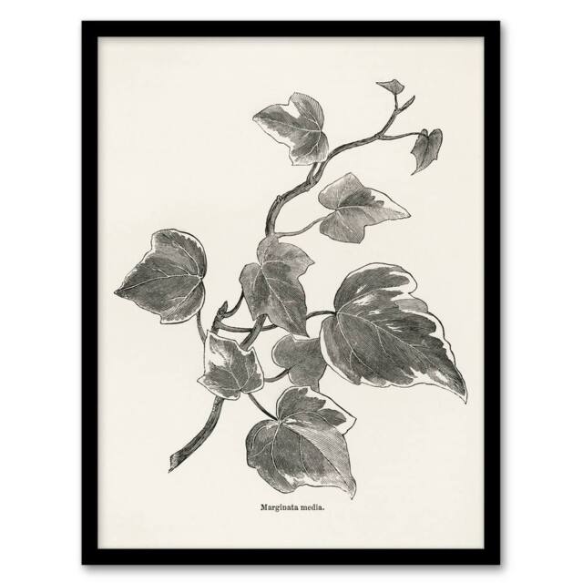 Artery8 Vintage Botanical Marginata Ivy Hibberd Framed Wall Art Print in White - Size: A4 - image 1