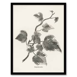 Artery8 Vintage Botanical Marginata Ivy Hibberd Framed Wall Art Print in White - Size: A4 - thumbnail 1
