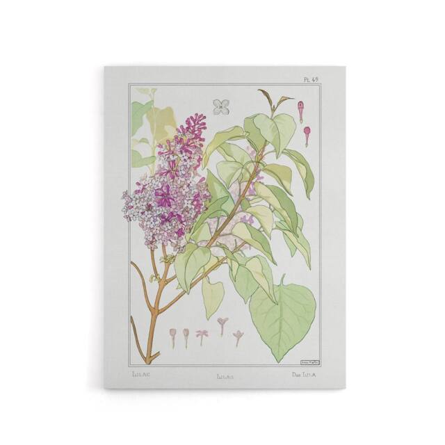 "Artery8 Lilac Flower Plant Canvas Wall Art Print Vintage Floral Verneuil in White - Size: W18"" x H24""" - image 1