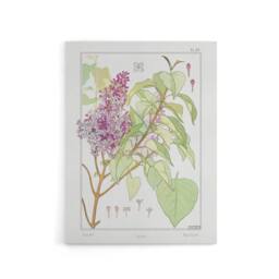 "Artery8 Lilac Flower Plant Canvas Wall Art Print Vintage Floral Verneuil in White - Size: W18"" x H24""" - thumbnail 1