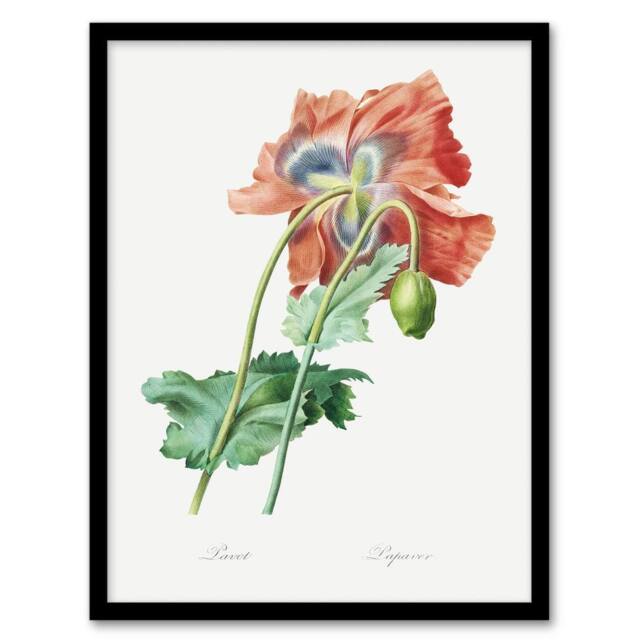 "Artery8 Poppy Flower Botanical Redoute Vintage Framed Wall Art Print in White - Size: W12"" x H16""" - image 1