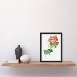 "Artery8 Poppy Flower Botanical Redoute Vintage Framed Wall Art Print in White - Size: W12"" x H16""" - thumbnail 4