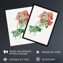"Artery8 Poppy Flower Botanical Redoute Vintage Framed Wall Art Print in White - Size: W12"" x H16""" - thumbnail 2