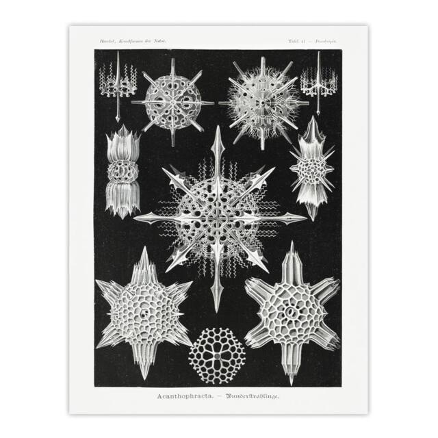 "Artery8 Marine sea ocean Life in B&W Haeckel Wall Art Print Poster in Black - Size: W18"" x H24""" - image 1