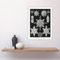 "Artery8 Marine sea ocean Life in B&W Haeckel Wall Art Print Poster in Black - Size: W18"" x H24""" - thumbnail 4