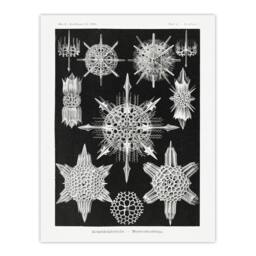 "Artery8 Marine sea ocean Life in B&W Haeckel Wall Art Print Poster in Black - Size: W18"" x H24""" - thumbnail 1