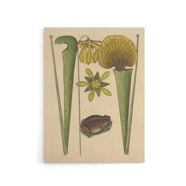 "Artery8 Land Frog & Sarracenia Pitcher Plant Catesby Canvas Wall Art in Beige - Size: W18"" x H24""" - image 1