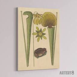 "Artery8 Land Frog & Sarracenia Pitcher Plant Catesby Canvas Wall Art in Beige - Size: W18"" x H24""" - thumbnail 2