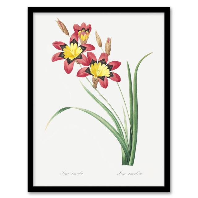 "Artery8 Harlequin Flowers Floral Redoute Vintage Framed Wall Art Print in White - Size: W12"" x H16""" - image 1