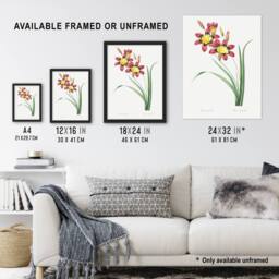 "Artery8 Harlequin Flowers Floral Redoute Vintage Framed Wall Art Print in White - Size: W12"" x H16""" - thumbnail 3