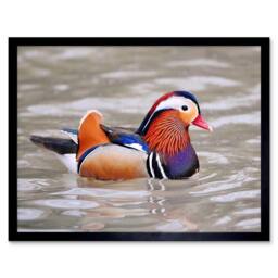 "Artery8 Animal Bird Male Mandarin Duck Home Decor 12x16"" Framed Wall Art Print in Orange - Size: W12"" x H16""" - thumbnail 1