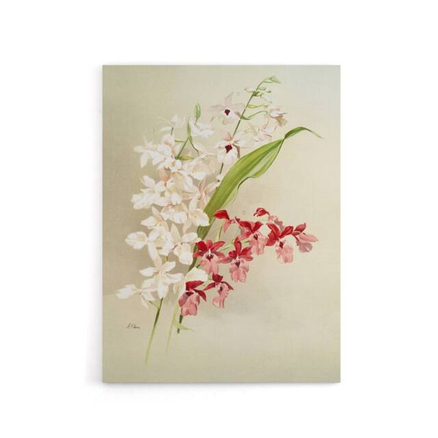 "Artery8 Frederick Sander White Pink Hybrid Orchid Flowers Canvas Art Print - Size: W12"" x H16""" - image 1