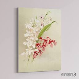 "Artery8 Frederick Sander White Pink Hybrid Orchid Flowers Canvas Art Print - Size: W12"" x H16""" - thumbnail 2