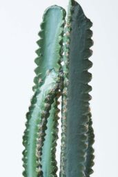 Homescapes Hylcocereus Artificial Cactus In Decorative Textured Stone Pot in Green - thumbnail 4