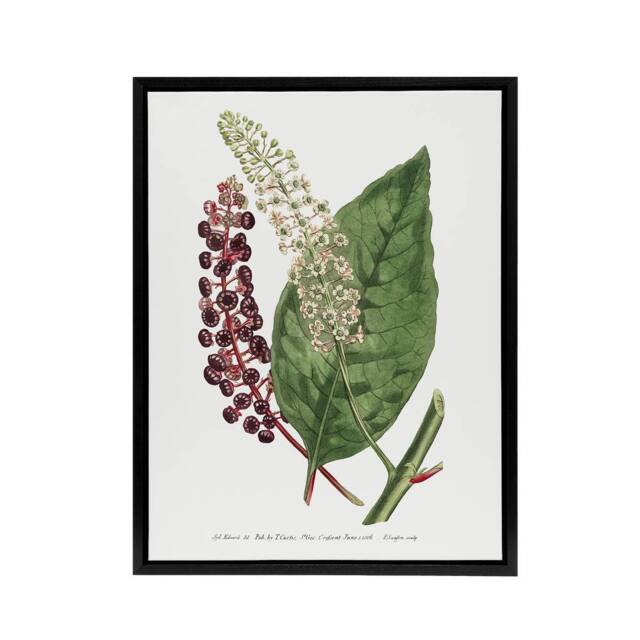 "Artery8 Francis Sansom American Pokeweed Vintage Botanical Framed Canvas Art in White - Size: W12"" x H16""" - image 1
