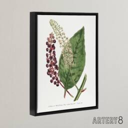 "Artery8 Francis Sansom American Pokeweed Vintage Botanical Framed Canvas Art in White - Size: W12"" x H16""" - thumbnail 2