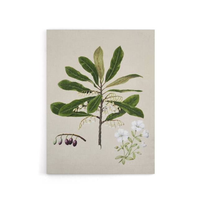 "Artery8 New Zealand Rauhuia & Hinau Flowers Featon Canvas Wall Art Print in Beige - Size: W18"" x H24""" - image 1