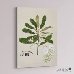 "Artery8 New Zealand Rauhuia & Hinau Flowers Featon Canvas Wall Art Print in Beige - Size: W18"" x H24""" - thumbnail 2