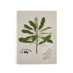 "Artery8 New Zealand Rauhuia & Hinau Flowers Featon Canvas Wall Art Print in Beige - Size: W18"" x H24""" - thumbnail 1