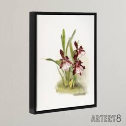 "Artery8 Frederick Sander Miltonia Moreliana Orchid Flowers Framed Canvas Art - Size: W12"" x H16""" - thumbnail 2
