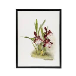 "Artery8 Frederick Sander Miltonia Moreliana Orchid Flowers Framed Canvas Art - Size: W12"" x H16""" - thumbnail 1