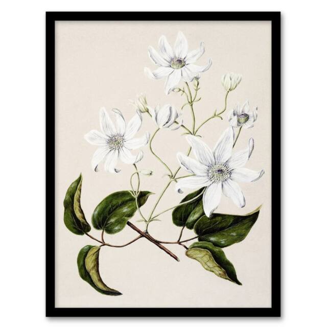 Artery8 New Zealand Puawananga Clematis Flowers Featon Framed Wall Art Print in Beige - Size: A4 - image 1