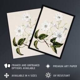 Artery8 New Zealand Puawananga Clematis Flowers Featon Framed Wall Art Print in Beige - Size: A4 - thumbnail 2