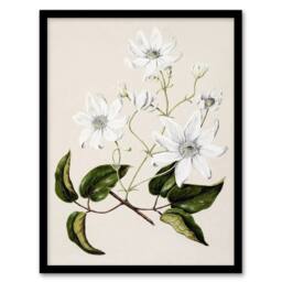 Artery8 New Zealand Puawananga Clematis Flowers Featon Framed Wall Art Print in Beige - Size: A4 - thumbnail 1