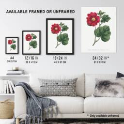 "Artery8 Francis Sansom Alcea Rosea Vintage Illustration Wall Art Print in White - Size: W12"" x H16""" - thumbnail 3