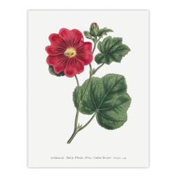"Artery8 Francis Sansom Alcea Rosea Vintage Illustration Wall Art Print in White - Size: W12"" x H16""" - thumbnail 1