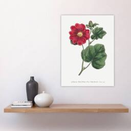 "Artery8 Francis Sansom Alcea Rosea Vintage Illustration Wall Art Print in White - Size: W12"" x H16""" - thumbnail 4