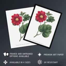 "Artery8 Francis Sansom Alcea Rosea Vintage Illustration Wall Art Print in White - Size: W12"" x H16""" - thumbnail 2