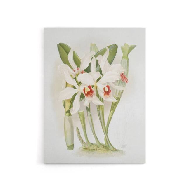 "Artery8 Frederick Sander Laelia Euspatha Orchid Flowers Canvas Wall Art Print - Size: W12"" x H16""" - image 1