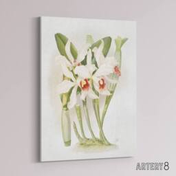 "Artery8 Frederick Sander Laelia Euspatha Orchid Flowers Canvas Wall Art Print - Size: W12"" x H16""" - thumbnail 2