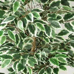 Leaf 150cm Artificial Ficus Tree 1008 Silk Leaves in Green - thumbnail 5