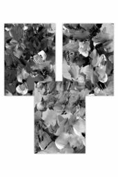 ARTZE Set of 3 Abstract Wild Garden Flowers in Black & Grey Art Posters - Size: W50 cm x H70 cm - thumbnail 1
