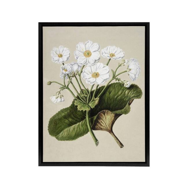 "Artery8 New Zealand Mountain Lily Flowers Featon Framed Canvas Wall Art Print in Beige - Size: W12"" x H16""" - image 1
