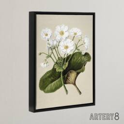 "Artery8 New Zealand Mountain Lily Flowers Featon Framed Canvas Wall Art Print in Beige - Size: W12"" x H16""" - thumbnail 2