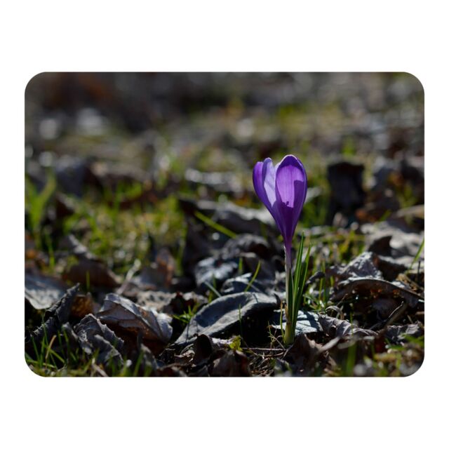Benjamin Tate Design autumn flower bloom in nature Designer Blanket in Natural - Size: 120 cm x 150 cm - image 1
