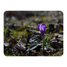 Benjamin Tate Design autumn flower bloom in nature Designer Blanket in Natural - Size: 120 cm x 150 cm - thumbnail 1