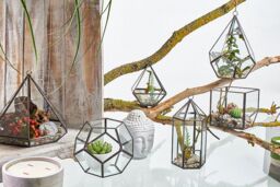 KDMD Glass Terrarium - Large Octagon in Brown - thumbnail 4