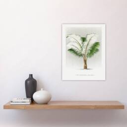"Artery8 Ceroxylon Anticola Palm Tree Kerchove Wall Art Poster Print in White - Size: W12"" x H16""" - thumbnail 4