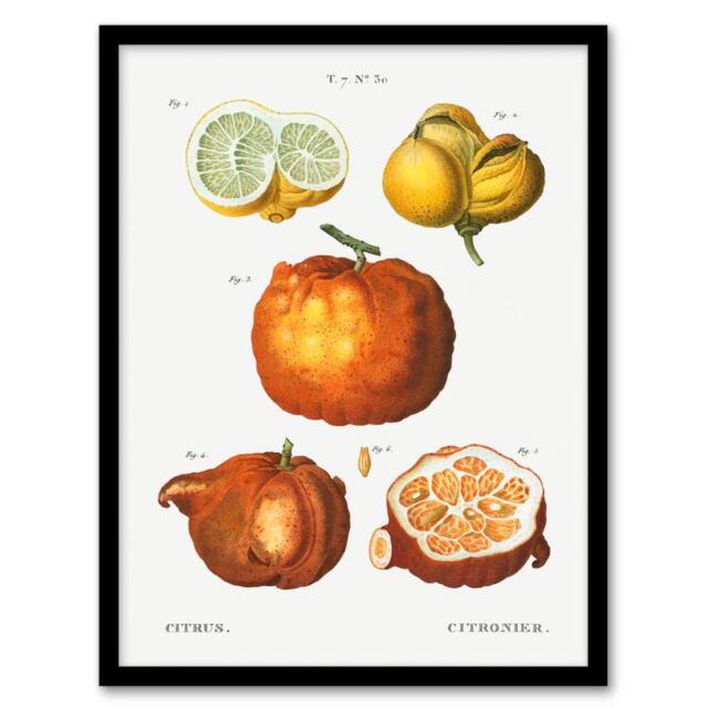 Artery8 Pierre J Redoute Framed Wall Art Citrus Fruit Vintage Illustration in White - Size: A4 - image 1