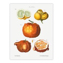 Artery8 Pierre J Redoute Framed Wall Art Citrus Fruit Vintage Illustration in White - Size: A4 - thumbnail 3