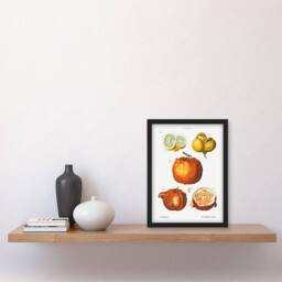 Artery8 Pierre J Redoute Framed Wall Art Citrus Fruit Vintage Illustration in White - Size: A4 - thumbnail 2