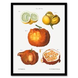 Artery8 Pierre J Redoute Framed Wall Art Citrus Fruit Vintage Illustration in White - Size: A4 - thumbnail 1