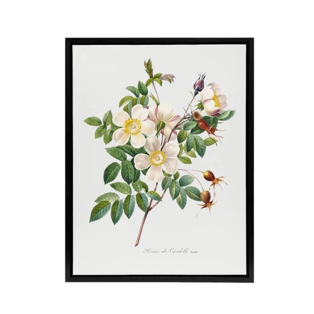 "Artery8 White Rose Floral Redoute Vintage Black Framed Canvas Wall Art - Size: W18"" x H24""" - image 1