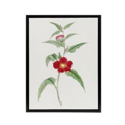 "Artery8 Pomegranate Flower Framed Canvas Wall Art Print Vintage Japan Botanical in Green - Size: W12"" x H16""" - thumbnail 1