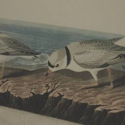 Lemon Pavilion Furniture and Decor Flora & Fauna Collection Plovers on Linen in Beaded Frame in Brown - thumbnail 2